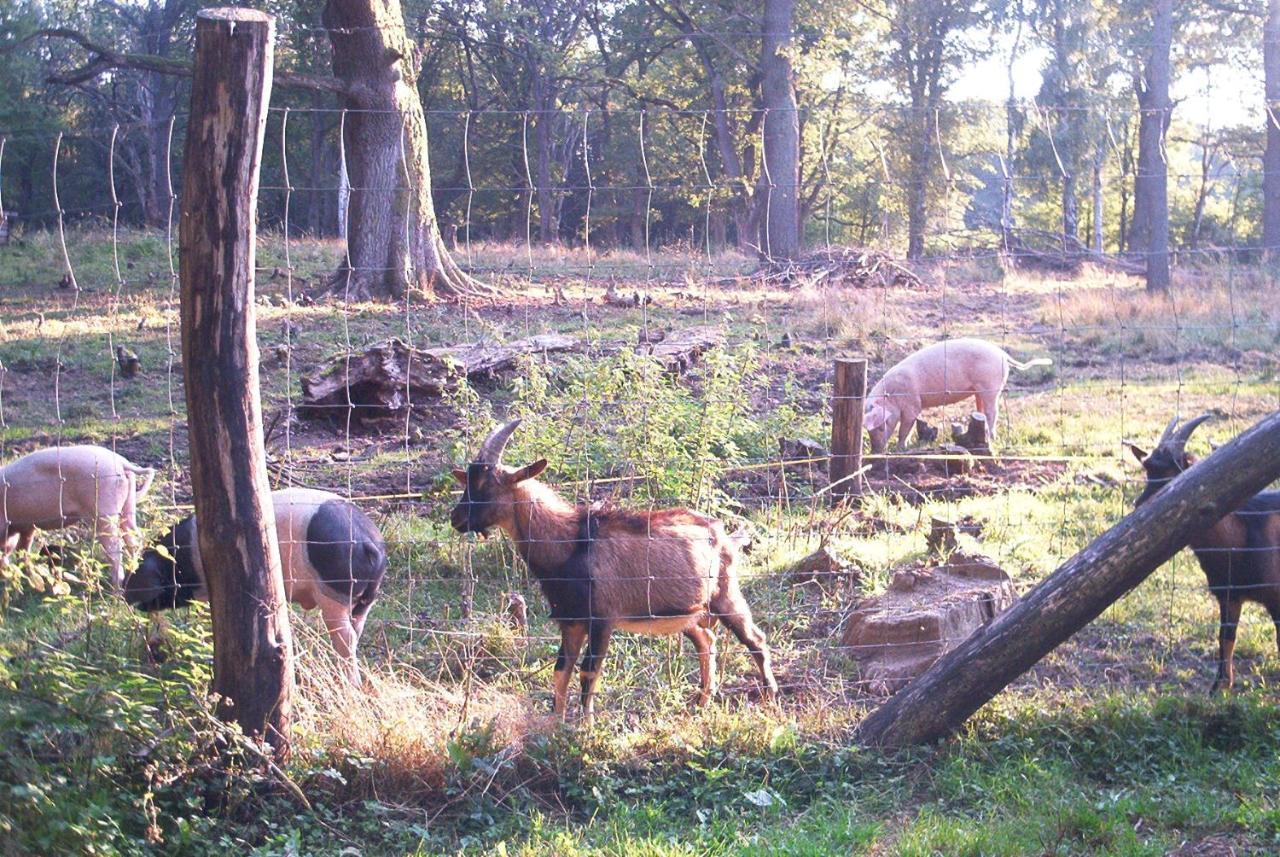 Ferienwohnungen Stricker Harz Walkenried 外观 照片